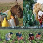 دور المرأة القروية في الحياة الاقتصادية والاجتماعية في المناطق الريفية